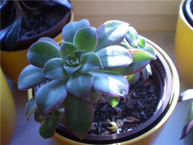 aeonium
